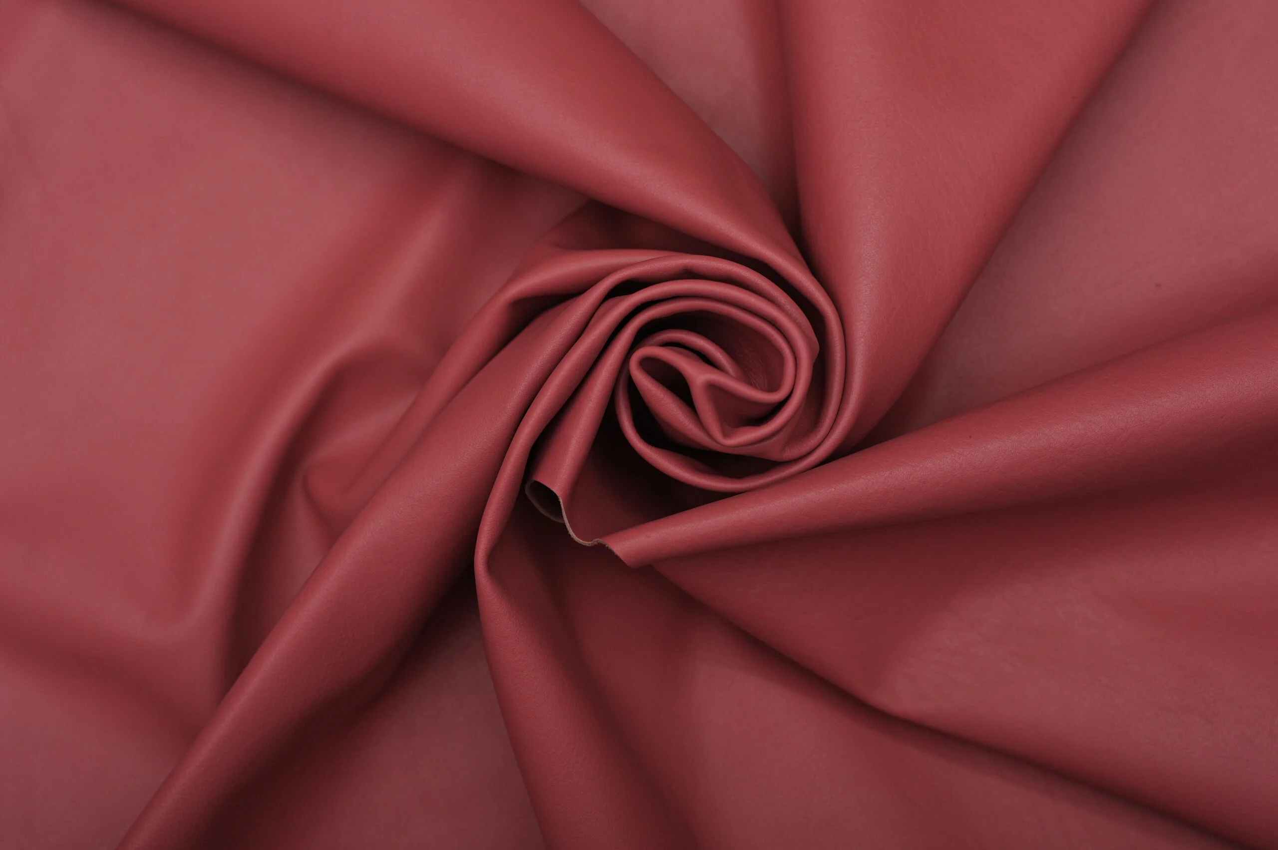 COW CALF MACEO DD - Image 2