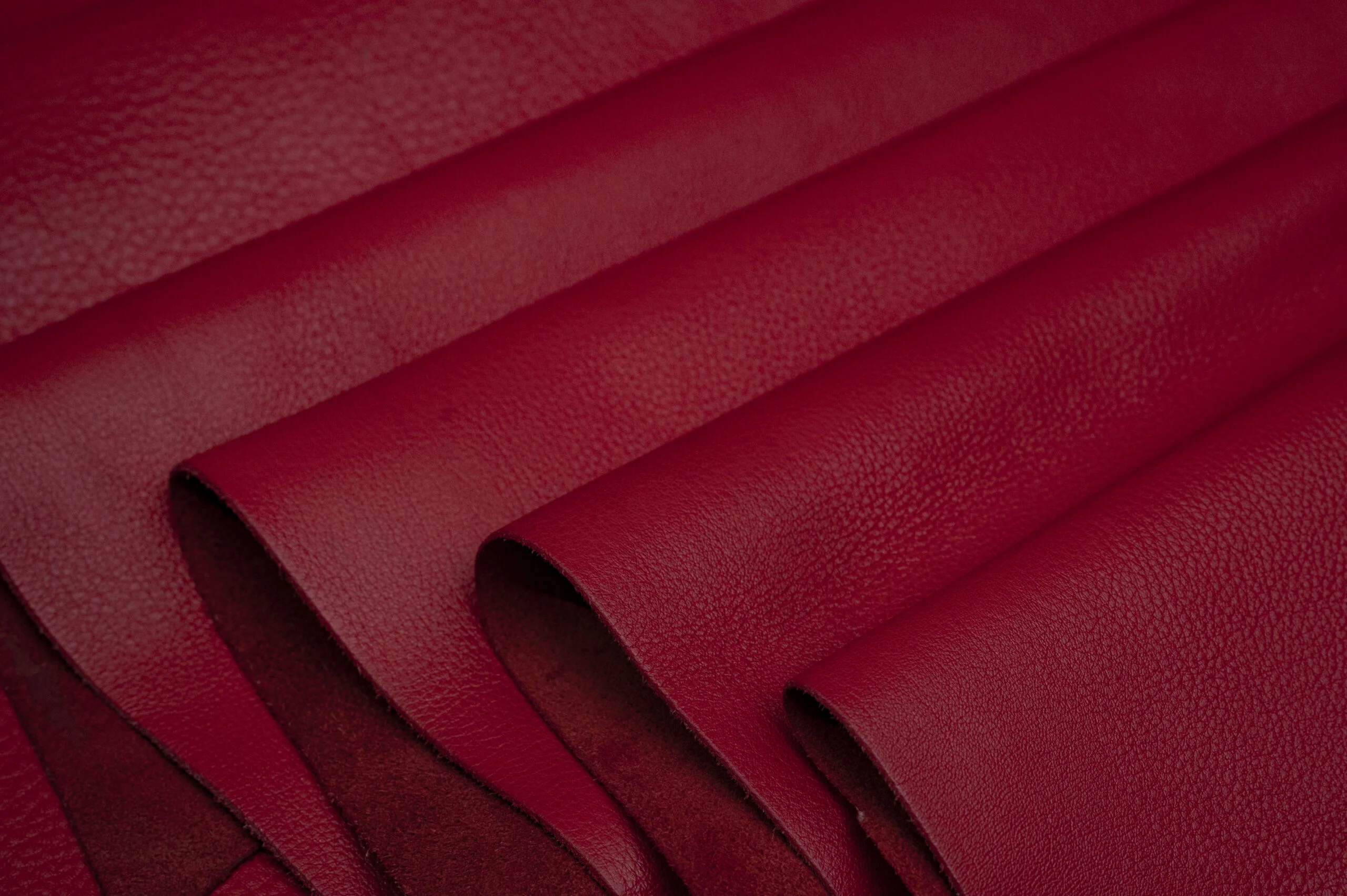 COW AMALIA - Image 3