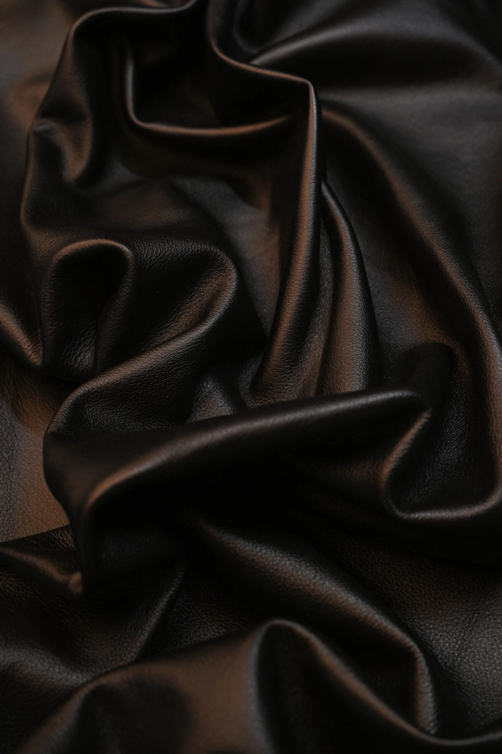 COW AMALIA - Image 3